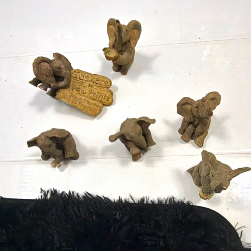 Paw prints tuskers hand - tuskers,