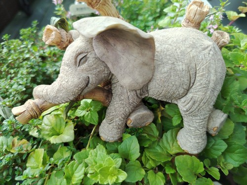 Tuskers elephants worn out - “worn,